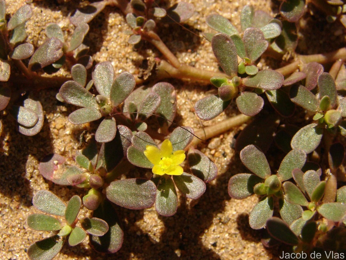 Portulaca oleracea L.